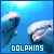 Dolphins