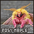 Rosy Maple Moths